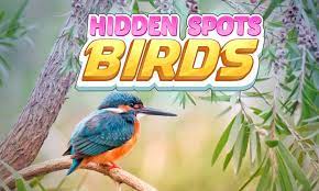 Hidden Spots Birds